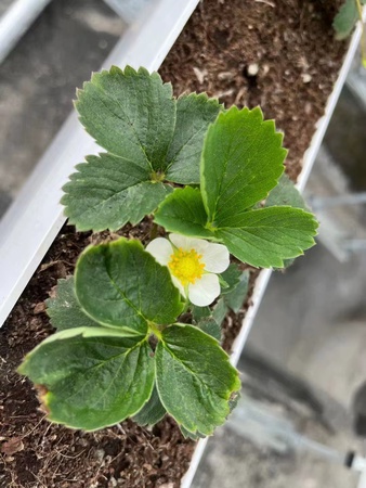 Agricultural greenhouse hydroponic system for growing strawberries and more