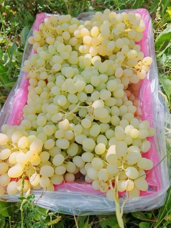 Яблоки, груши, мандарины из Китая . Прямые поставки.