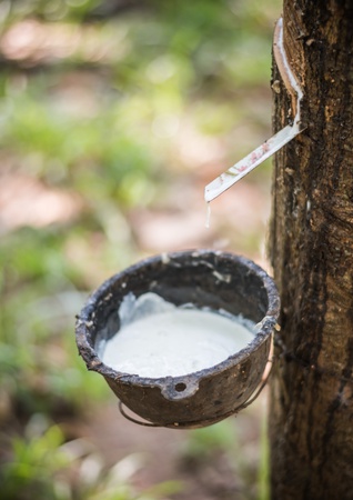 Nitril eldivenler, Lateks Eldivenler