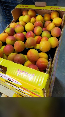 Абрикос Хаджихалилоглу Каба ашы из Турции