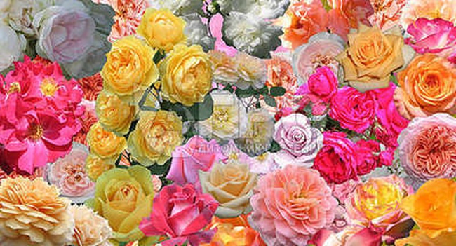 РОЗА САДОВАЯ В АССОРТИМЕНТЕ