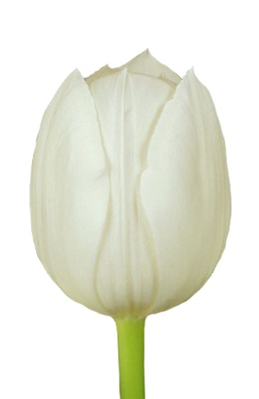 Тюльпаны оптом на 8 марта Royal Virgin Триумф