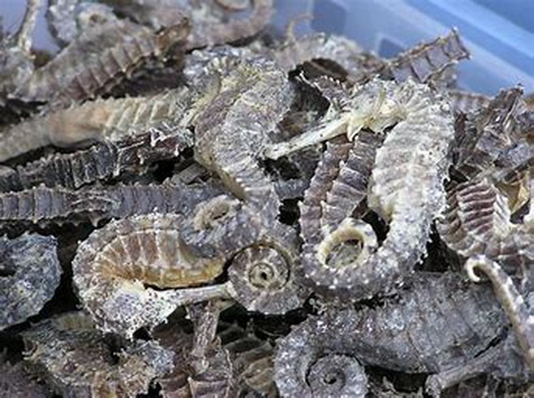 Kurutulmuş denizatı