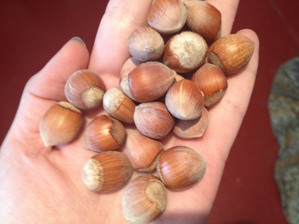 фундук в скорлупе