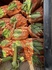 Сладкая кукуруза