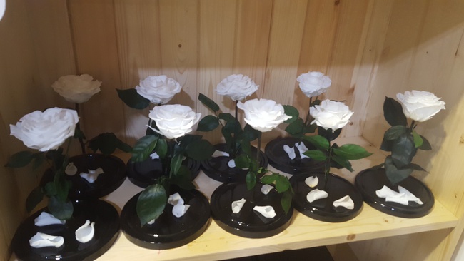 Matara içinde gül 28cm premium beyaz