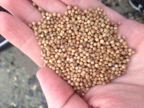 Altın kişniş ihracatı