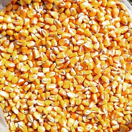 Экспорт кукурузы пшеницы ячмень из России