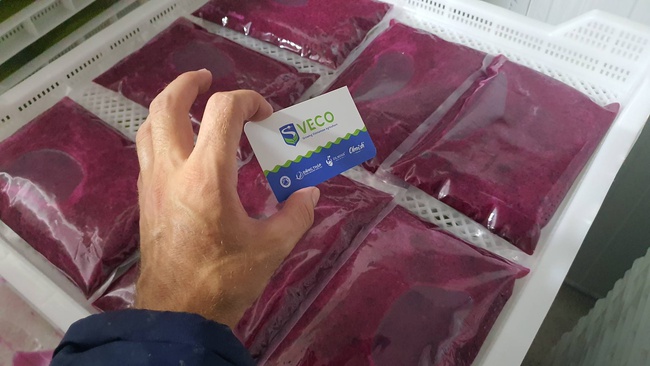 Замороженный Драгонфрут. Экзотические фрукты с заводов OLMISH