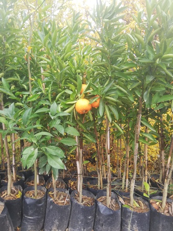 Саженцы фруктов