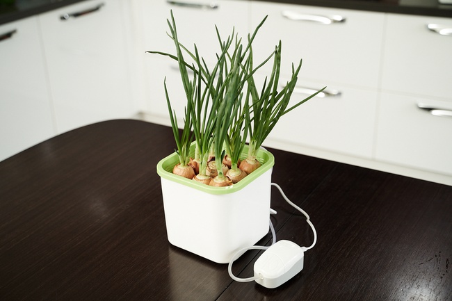 Проращиватель Х1 (Аэросад)