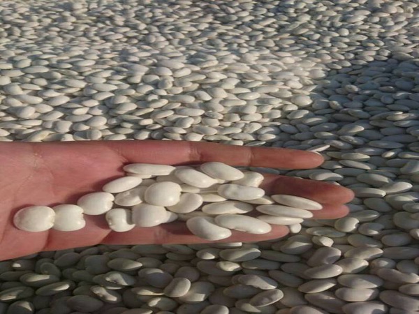 Фасоль белая лопатка 9