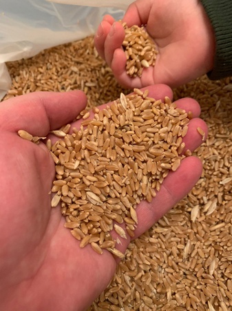 Пшеница 3го, 4го класса