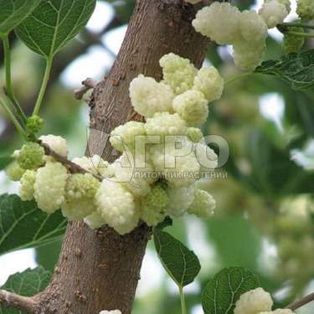 ШЕЛКОВИЦА БЕЛАЯ