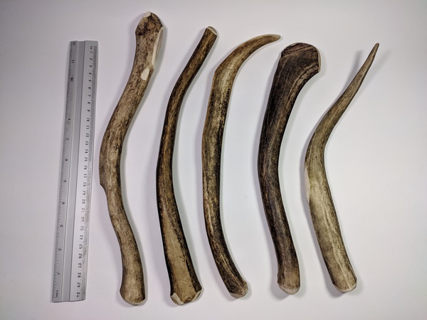 Рога северного оленя с нашей фермы свежие, сухие, мохнатые, цельные и всех размеров