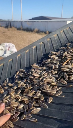 Семечка кондитерская (снеки), полосатая коричневая