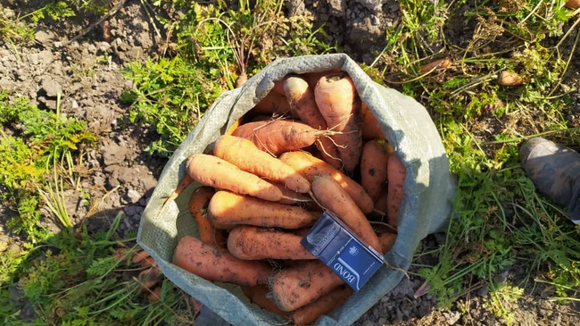 Üreticiden sebze ve meyveler (mevsime göre)
