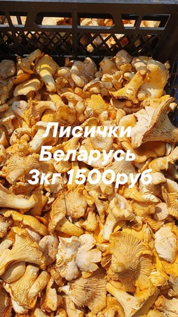 Оптом грибы