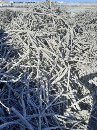 Корень солодки