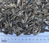 SUNFLOWER SEEDS FOR BIRD FOOD