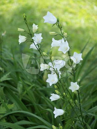 КОЛОКОЛЬЧИК ПЕРСИКОЛИСТНЫЙ БЕЛЫЙ