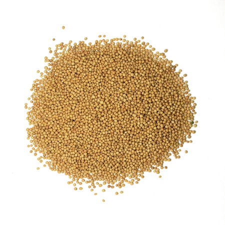 hardal tohumu sarı hindistan