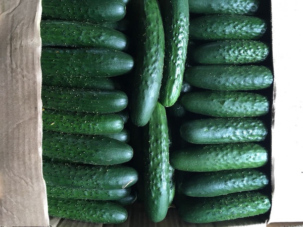 Тепличный Огурец Шипастый Средний Эстафета, Геракл, Атлет Оптом