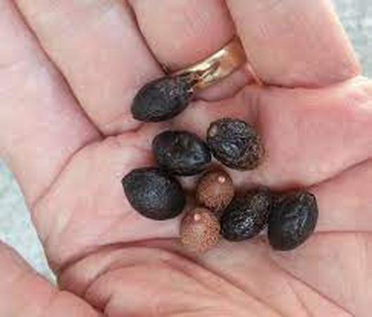 Масло семян лавра