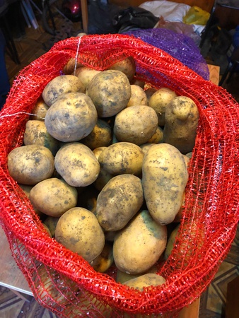 Картофель сорт Гала