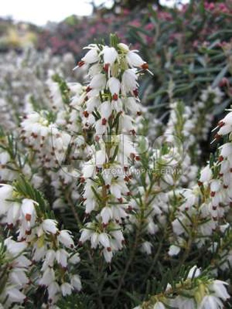 ERIKA DARLENSKAYA BEYAZ MÜKEMMELLİK