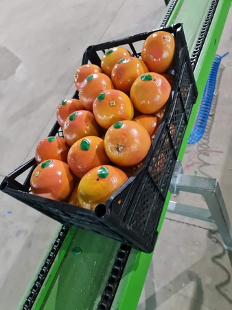 Апельсин "Вашингтон" напрямую от поставщика в Турции