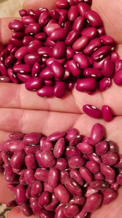 Kırgızistan&#39;da yapılan toptan fasulye