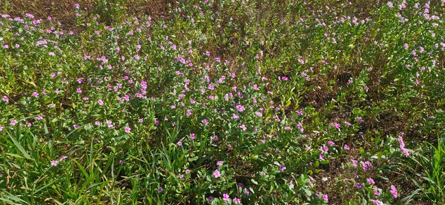 Vinca Rosea Dry Leaves