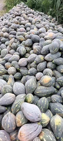 Сорт тыквенных культур Сушеные овощи