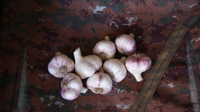 Чеснок Херсонский - высококачественный, эксклюзивный сорт "Любаша Таврическая"