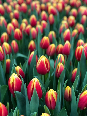 Hollandalı bir ampulden Belarus laleleri