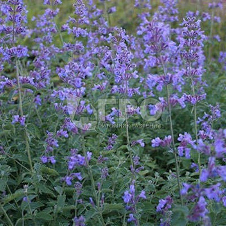 КОТОВНИК SIX HILLS GIANT