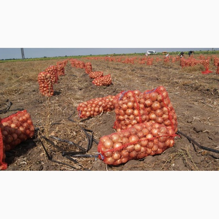 Лук репчатый, белый, красный, розовый