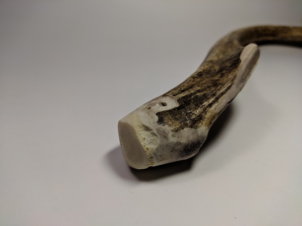 Рога северного оленя с нашей фермы свежие, сухие, мохнатые, цельные и всех размеров