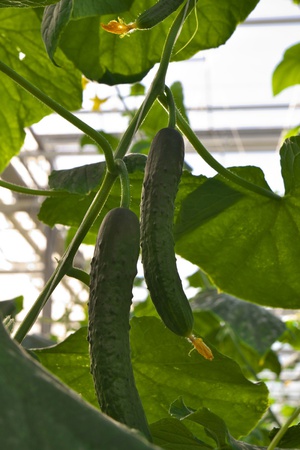 Sera salatalıkları