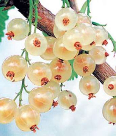 ROSA CURRANT SMOLYANINOVA