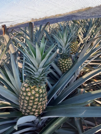 Ананас