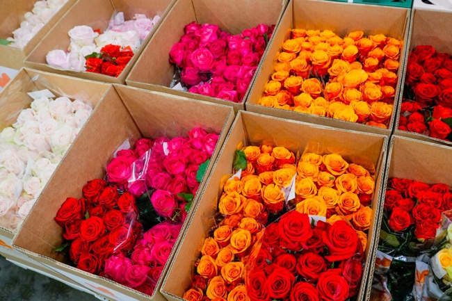 XL Premium Roses (5.5cm+ bud height) and robust stems (40cm–80cm). We offer diverse varieties including Spray Roses, Bicolored Chrysanthemums, and specialized Electric Blue Tinted Fillers.