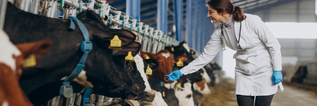 evcil hayvan maması toptan satış