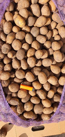 В продаже появился семенной картофель