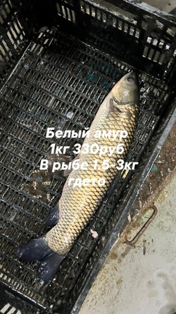 balık ve deniz ürünleri toptan satış