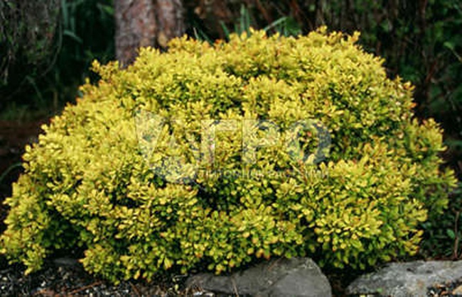 芭芭莉丝·汤伯格