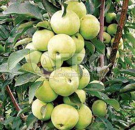 مجموعة متنوعة من العسل التفاح