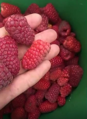 Малина свежая и замороженная