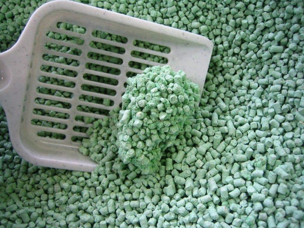 Yavru kedi ve kediler için topaklaşan kum